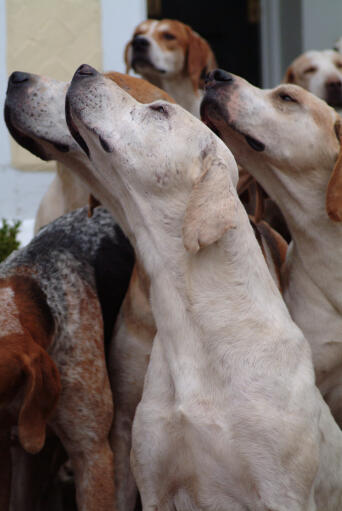 Grupa angielskich foxhoundów używających swoich czułych nosów