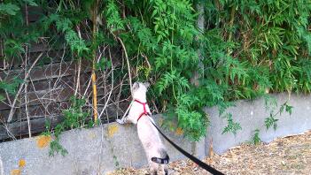 Kot na smyczy patrzący na ogrodzenie