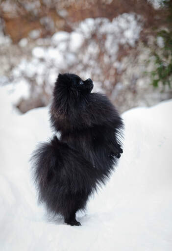 Uroczy, mały, czarny pomeranian, ćwiczący tylne nogi w Snow