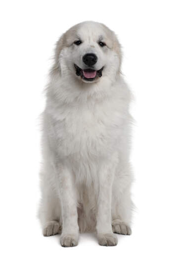 Młody pirenejski pies górski o pięknej, miękkiej, białej sierści