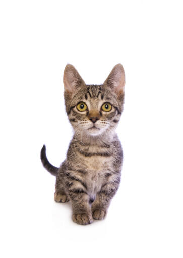 Kotek w typie tabby z dużymi uszami