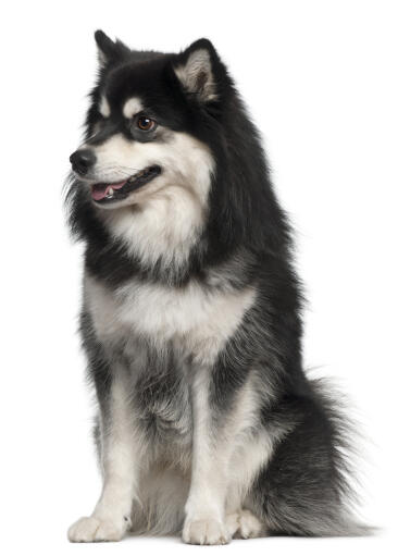 Lapphund finlandzki o niesamowitej, gęstej, czarno-białej sierści