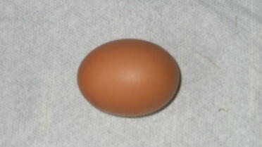 Pierwsze jajko Amber