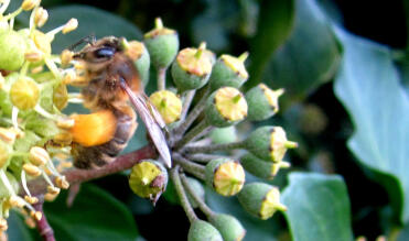 Zamknij się Pszczoła na Ivy zbierającej pyłek