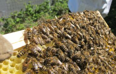 pszczoły na nowo narysowanym grzebieniu