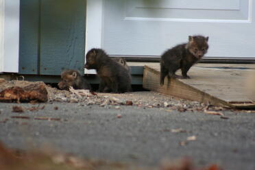 Koty Foxów w wieku 12 dni pod naszym garażem Naliczyłem 7 maluszków