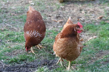 Eggwina & Henny pokazując swoje unikalne wzory piór i duży grzebień Henny