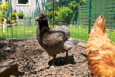 Dwa kurczaki drapiące się na wybiegu dla kur.
