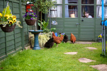 4 kury w ogrodzie