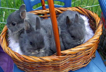 3 urocze króliki w koszyku