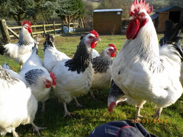6 kurczaków pozujących w ogrodzie