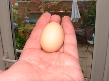 Pierwsze jajko Dolly, małe, ale doskonale uformowane