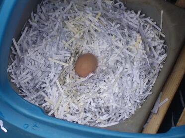 Nasze pierwsze jajko. Najlepsze jajko wielkanocne w historii!