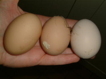 Nasz pierwszy dzień z 3 jajami !! 19 stycznia 2008 - Jaja LR Jenny, Pandory i Cassandry.
