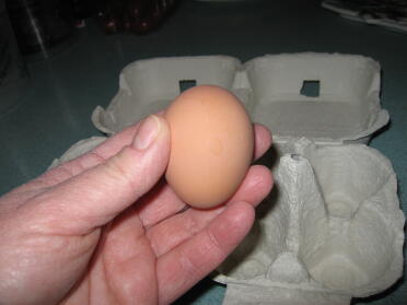 Pierwsze jajko Eggwiny w dniu przyjazdu