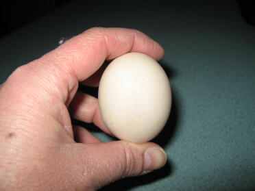 Pierwsze jajko Eggny drugiego dnia
