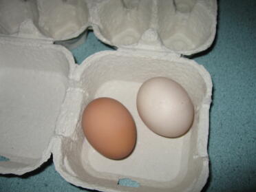 małe brązowe pierwsze jajko Eggwina's małe beżowe pierwsze jajko Eggna's