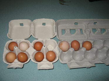 Liczba jaj w 6 dniu pomniejszona o to, które nie miało skorupy