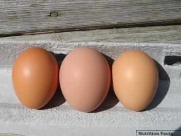 Czy wczorajsze jajka to rumieniec śliwkowy w środku? Myślę, że skończyliśmy z jajeczkami bez skorupek przez 2 dni, a potem najpierw ta piękność w tym kolorze, pozostałe 3 składają brązowe jajka.
