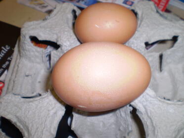 Ogromne jajko! 109 gramów !!