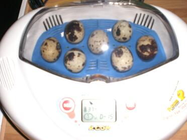 jaja w inkubatorze