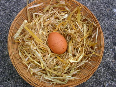 Pierwsze jajko Rhody