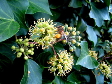 Kolekcja Winter Pollen firmy Ivy