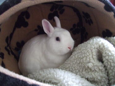 Uroczy biały królik schowany w domu