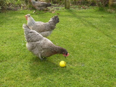 3 kurczaki z jednym dziobiącym piłkę