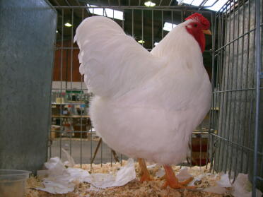 Biały kurczak w klatce