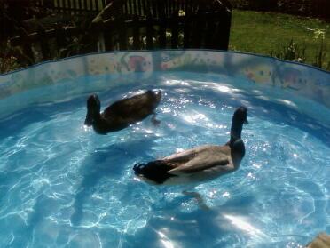 Dwie kaczki pływające w brodziku.