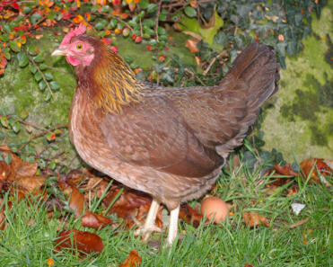 Welsummer kura w ogrodzie z jajkiem