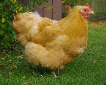 Kurczak orpington bantam w ogrodzie