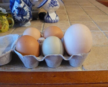 6 jaj w pojemniku na jajka
