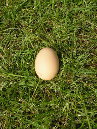 Pierwsze jajko