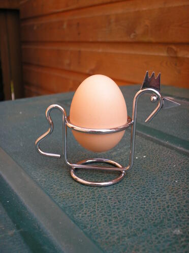 Pierwsze jajko w kurczaku!