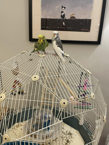 Szczęśliwe papużki faliste