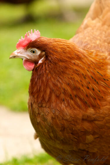 Kurczaki są pięknymi zwierzętami domowymi w ogrodzie.