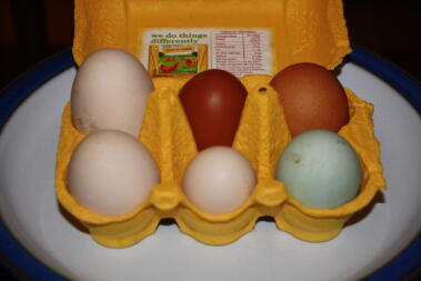 6 pięknych jajek