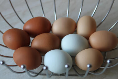 Śliczne kolorowe jajka od moich uratowanych dziewczyn