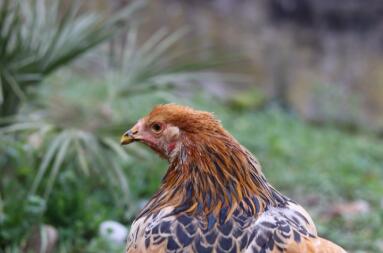 Zdjęcie brązoweGo kurczaka w ogrodzie z bliska