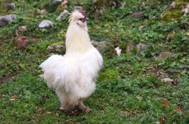 Biały, puszysty kurczak na trawie