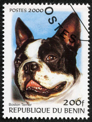 Boston terrier na znaczku z afryki zachodniej