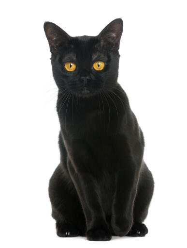 Intensywnie czarny kot bombajski siedzący