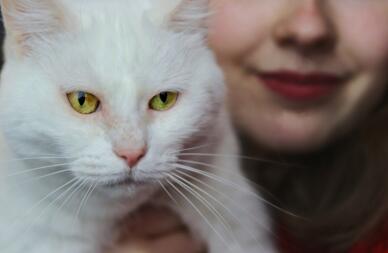Biały kot z żółtymi oczami trzymany przez kobietę