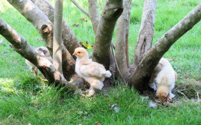 Kurczaki przy drzewie