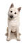 Pies norweski buhund na białym tle