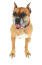 Uroczy pies rasy bokser z głęboko brązowymi oczami i przyciętymi uszami