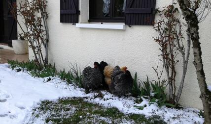 Kurczaki w Snow