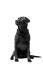 Piękny, czarny labrador retriever siedzi zgrabnie, prezentując swoją zdrową, gęstą sierść